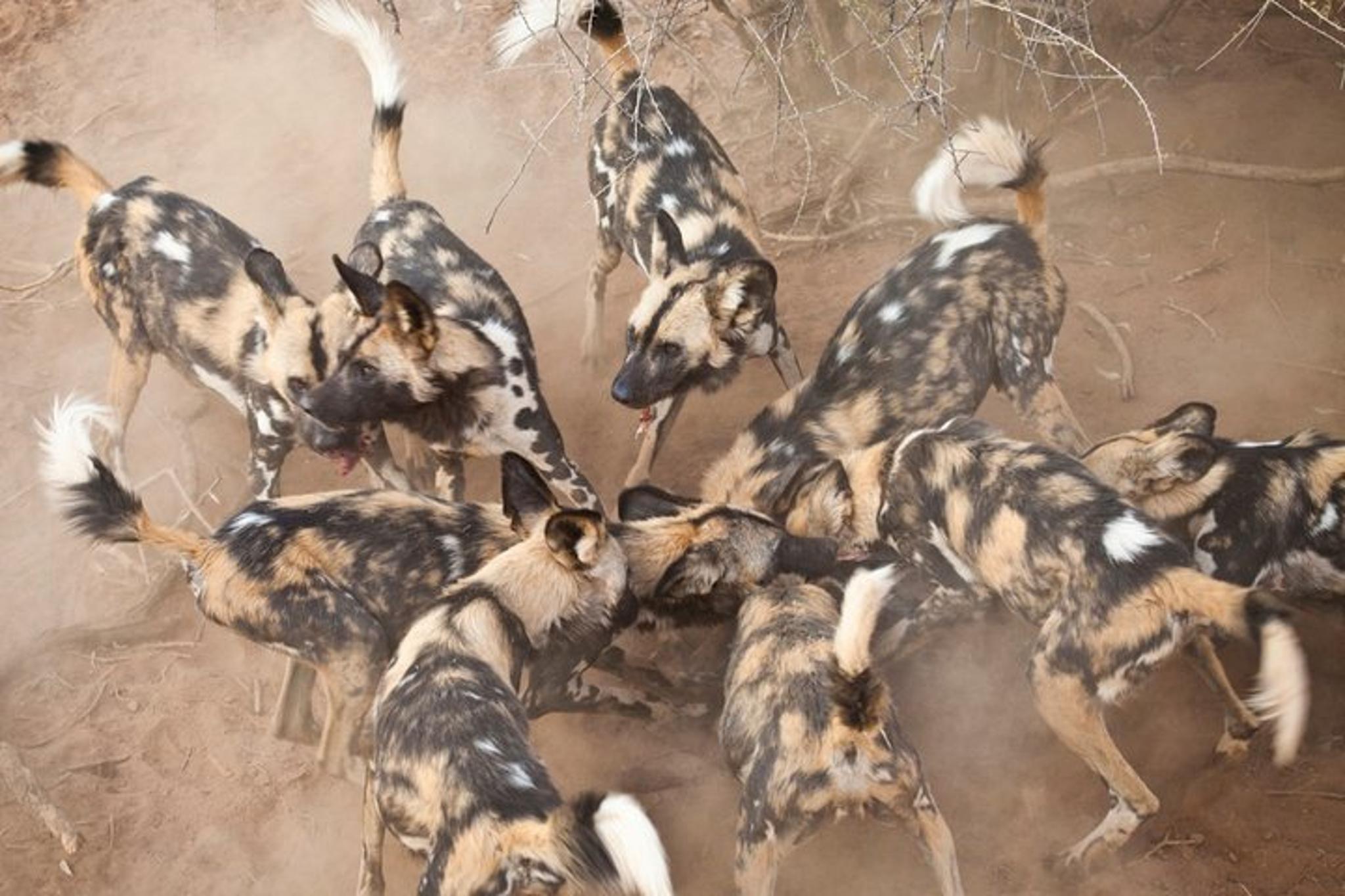 Durban Big 5 Safari Open Vehicle 14 hr - Image 5