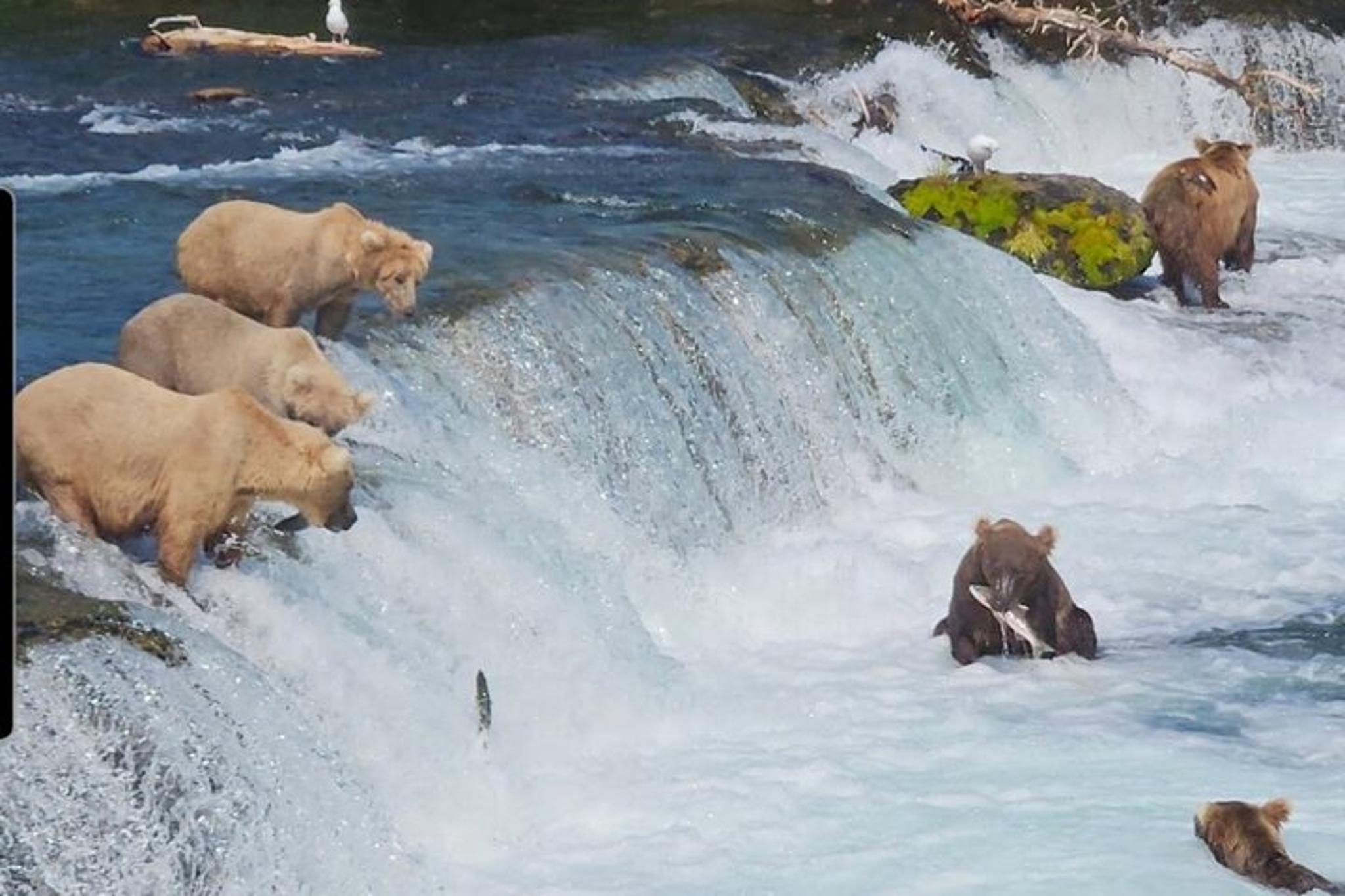 Homer Bear Viewing Tour at Brooks Falls