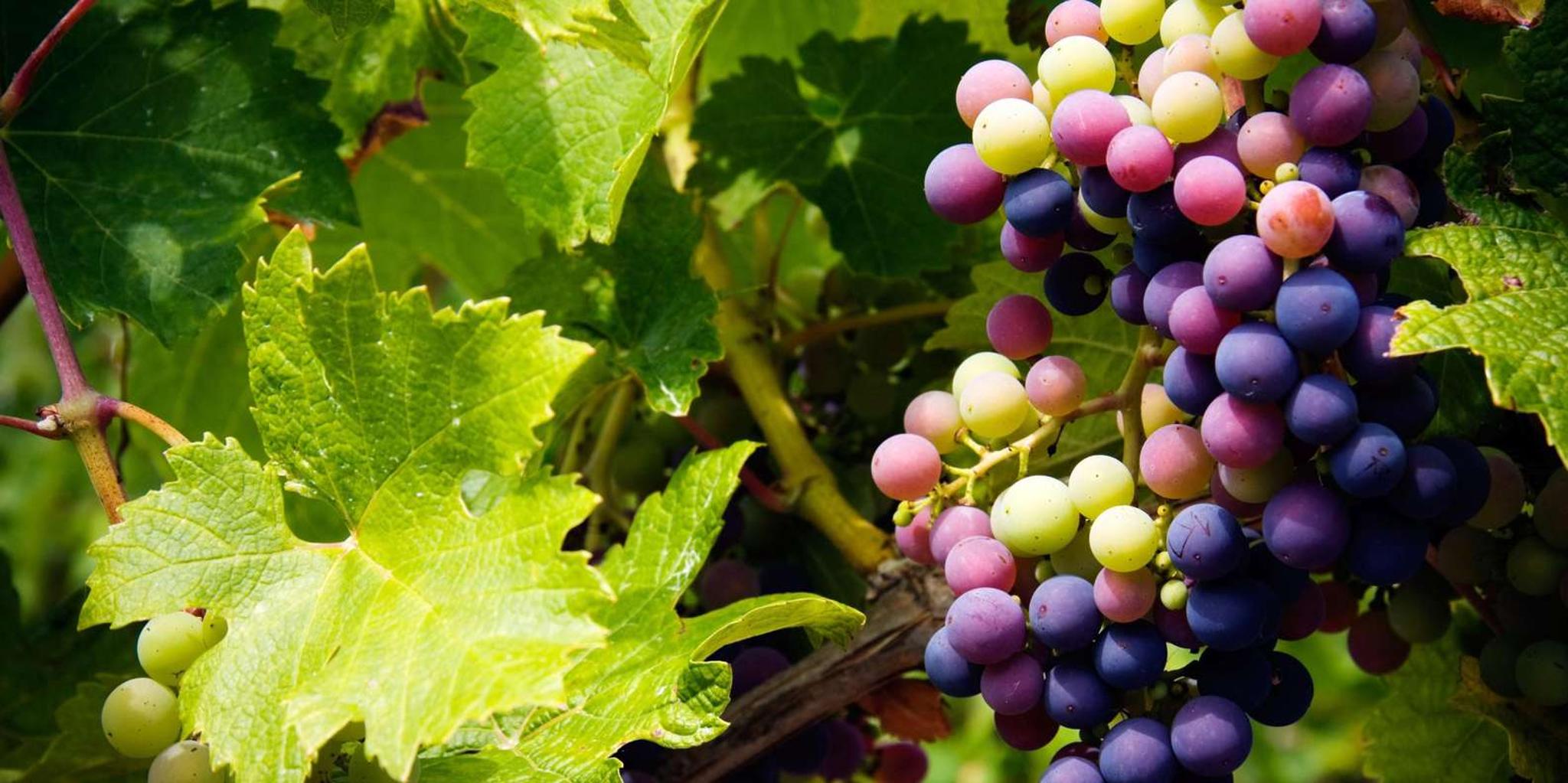 Tucson Wine Tour in Elgin 6 hr - Image 2