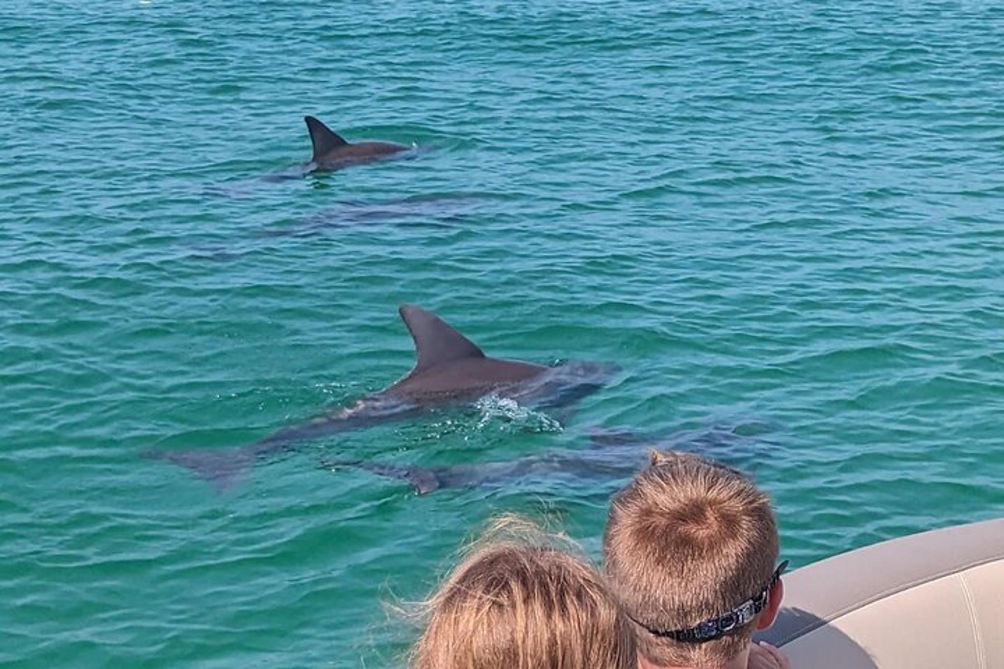 Destin Harbor Dolphin Watching Tour 1 hr - Image 4