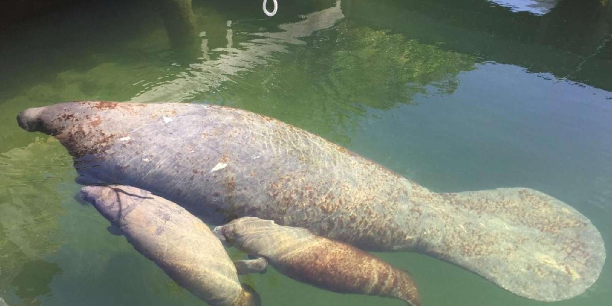 Crystal River Manatee Viewing Cruise 1.5 hr - Image 6