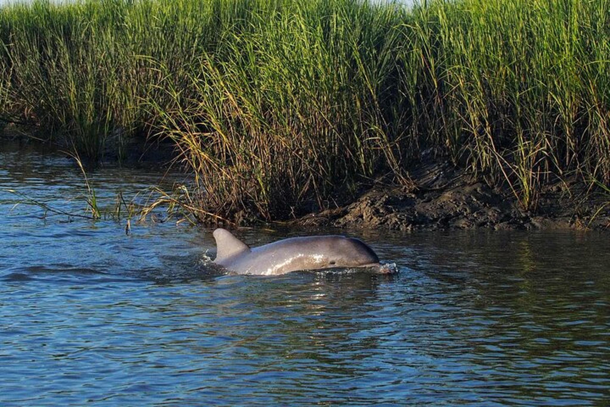 Beaufort River Tour - Image 5