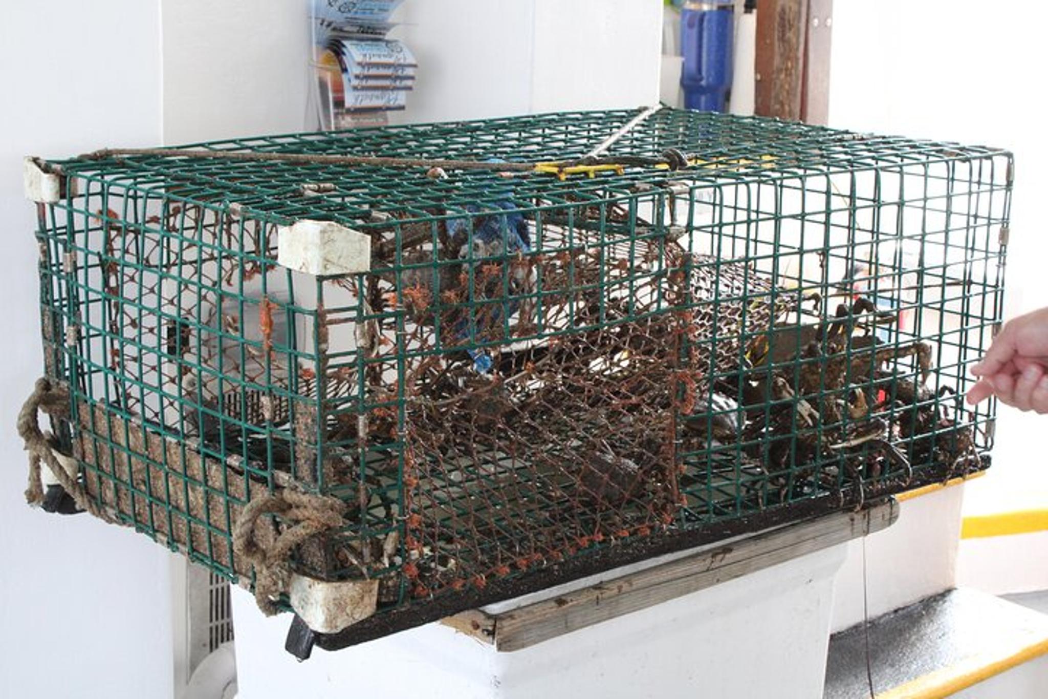 Plymouth Lobstering Eco Tour 75 min - Image 3