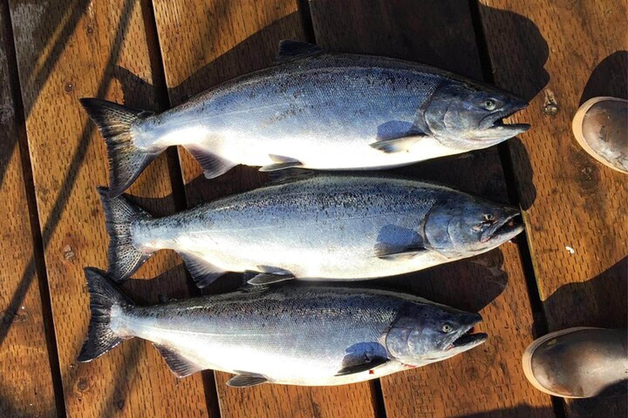 Ketchikan Salmon Fishing Charter - Image 5