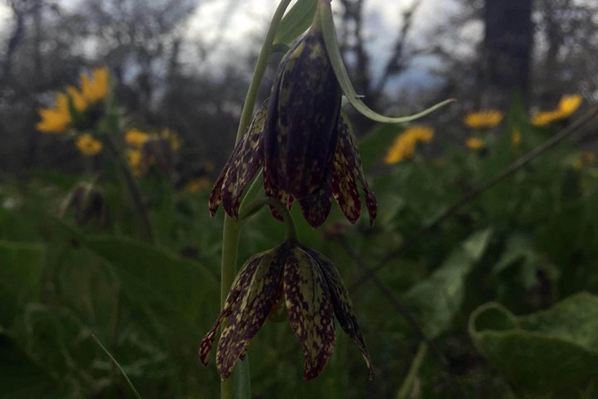 Columbia Gorge Hiking Tour - Image 6