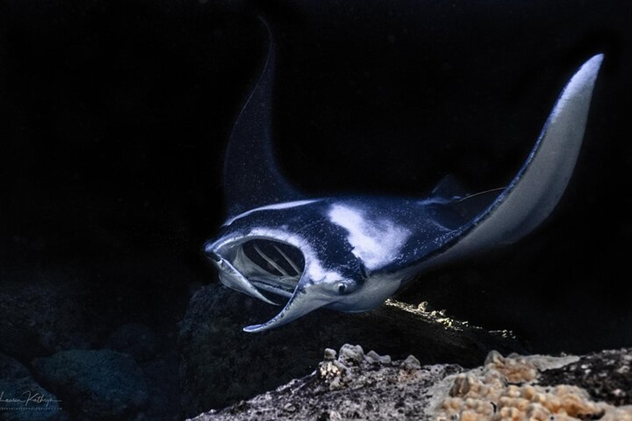 Kailua-Kona Manta Ray Night Snorkel Tour - Image 5