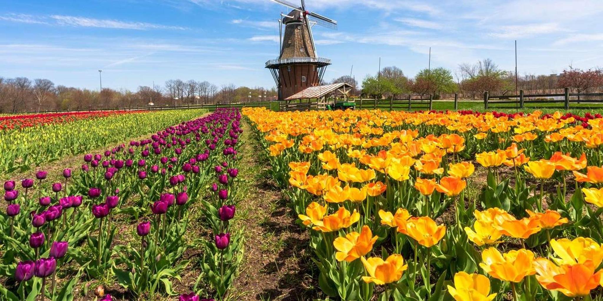 Chicago Windmill Island Day Tour - Image 3