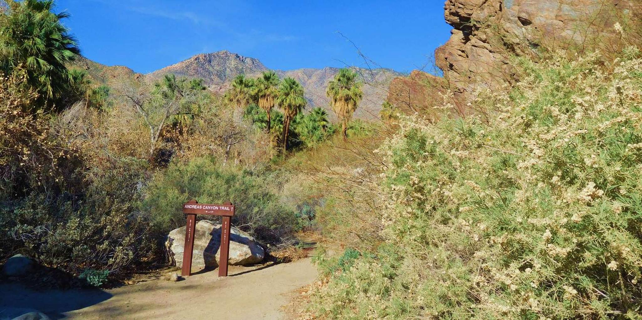 Palm Springs Indian Canyons Jeep and Hiking Tour - Image 3
