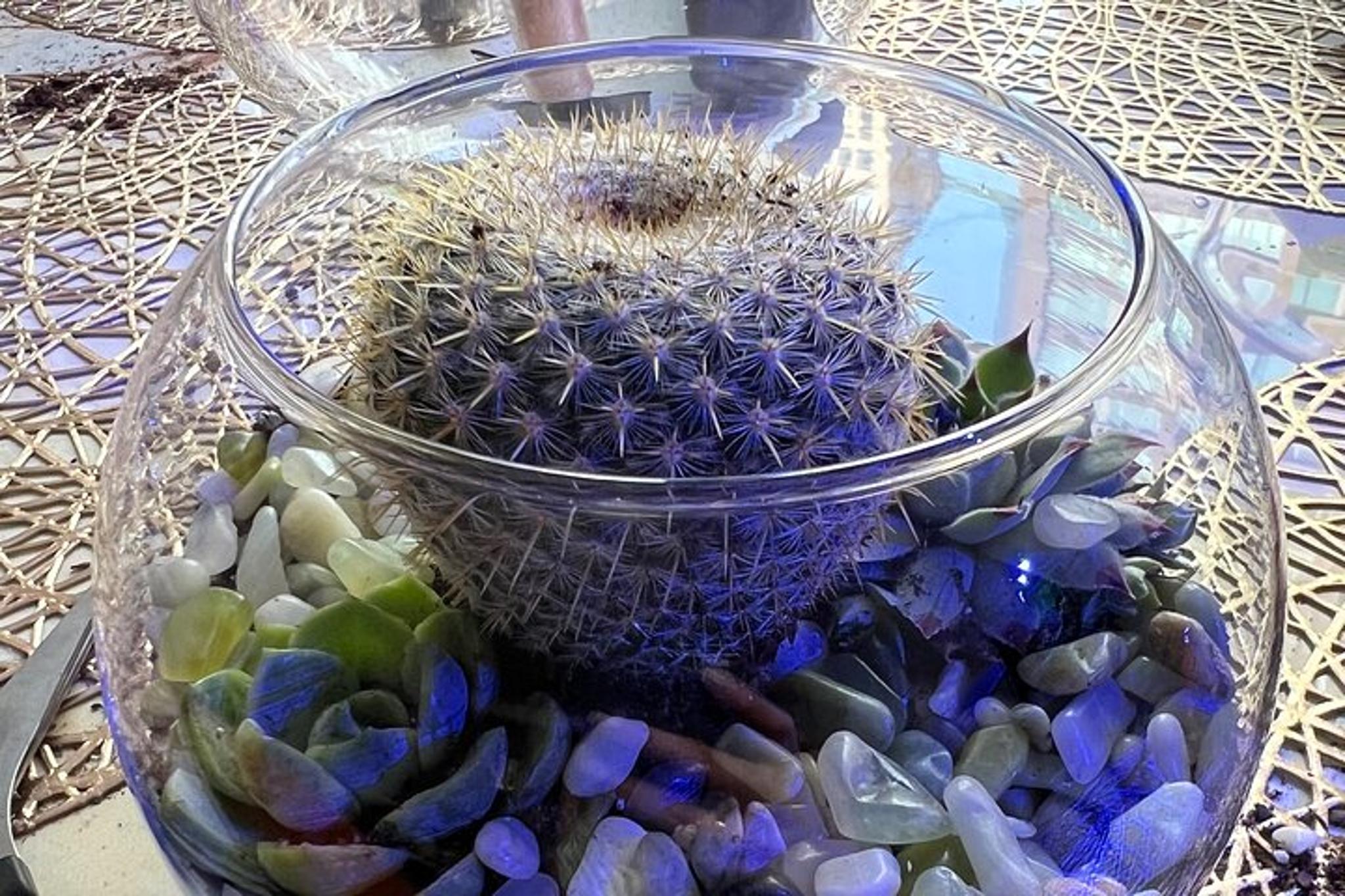 New York Terrarium Making Experience with Cats 2 hr - Image 6