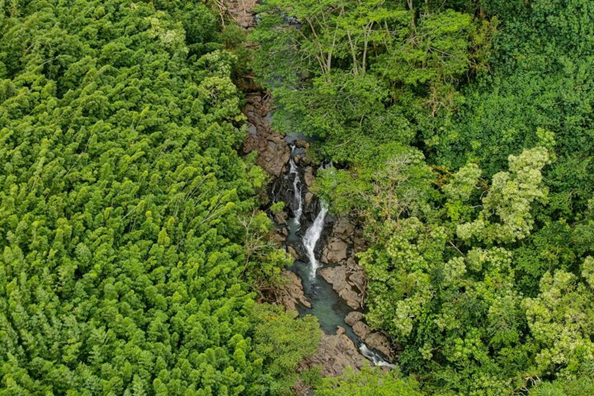 Maui Road to Hana Private Tour - Image 5