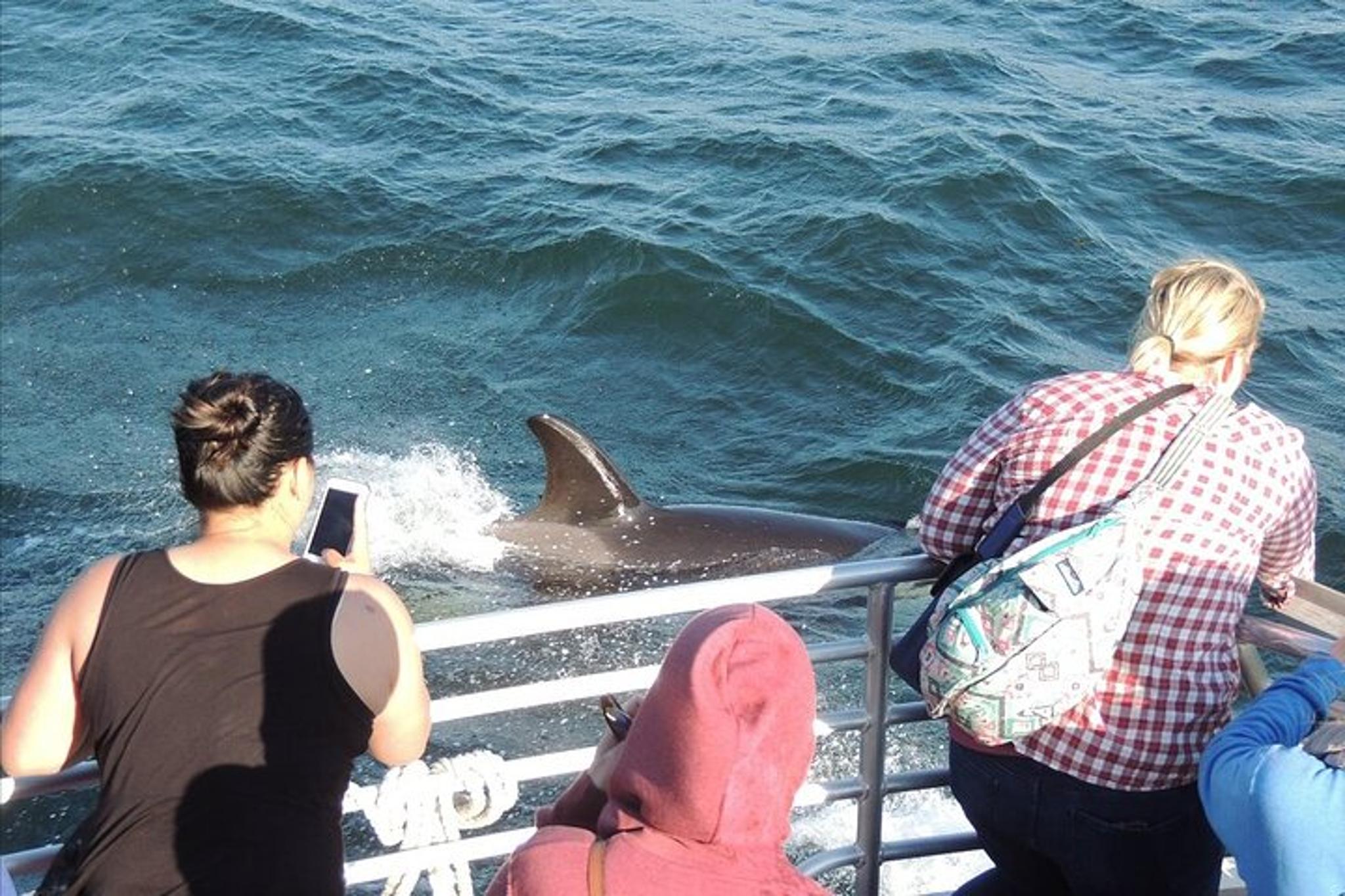 Anacortes Whale Watching Tour - Image 4
