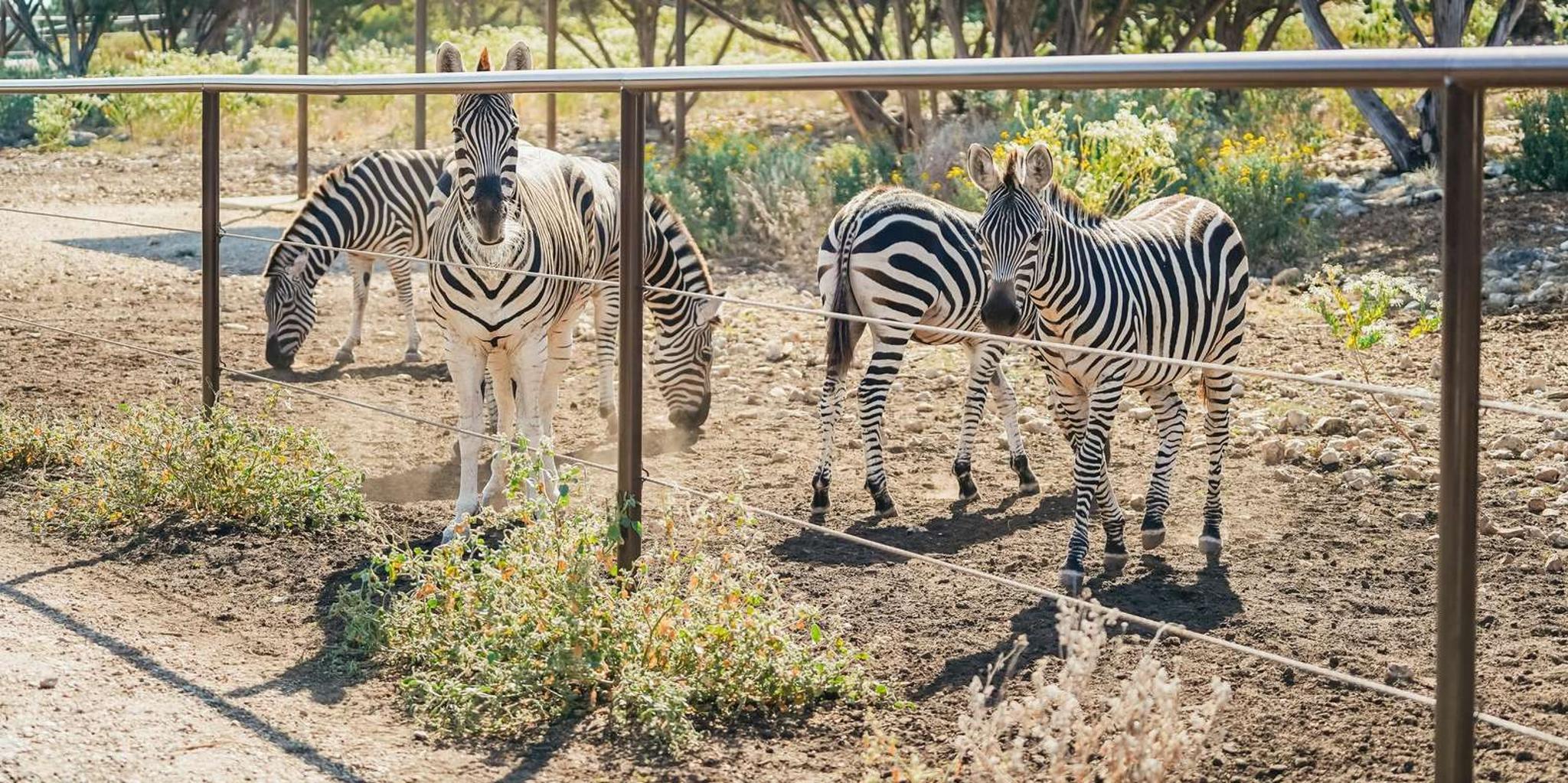 San Antonio Wildlife Safari Drive-Thru - Image 6