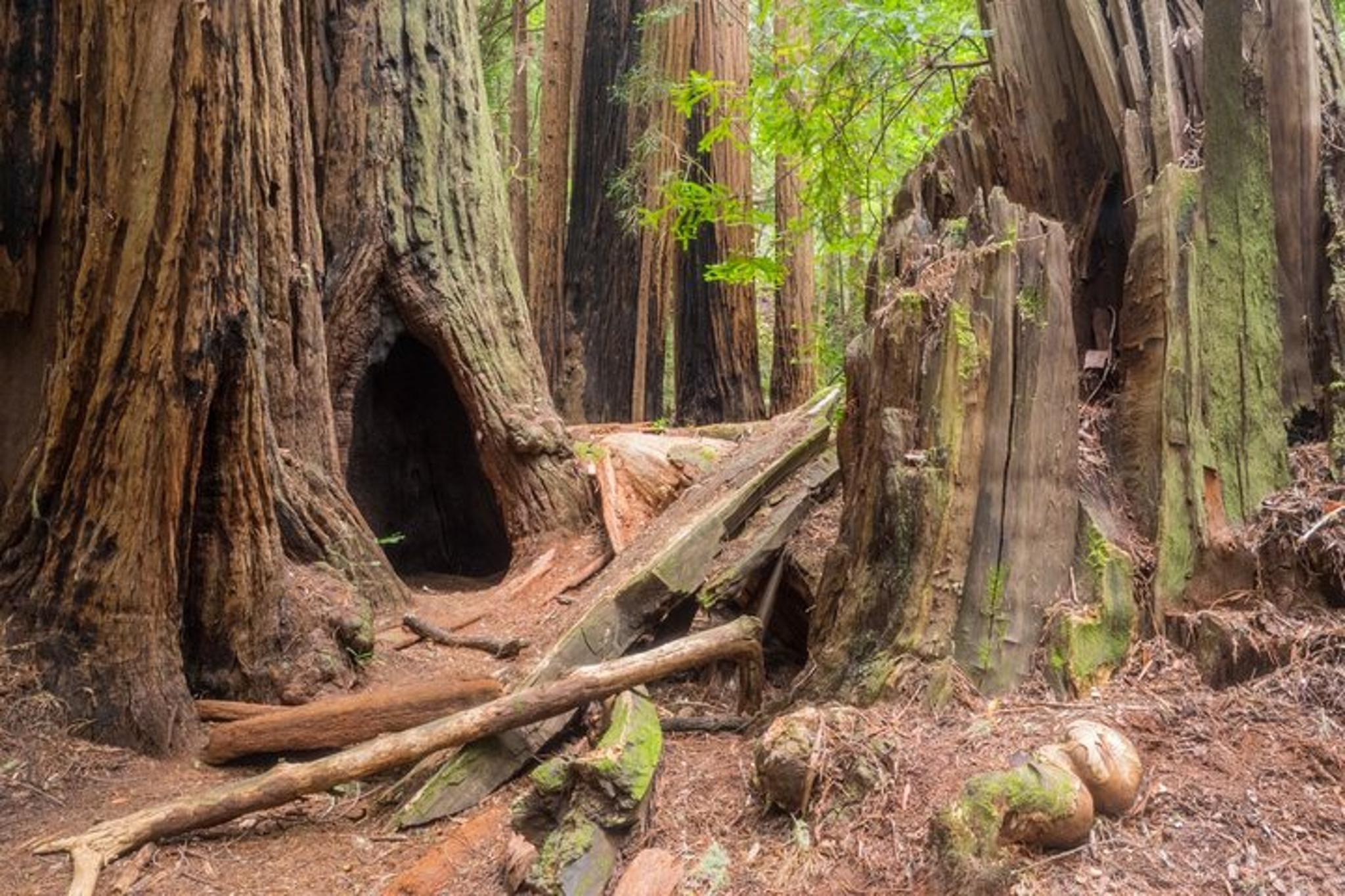 Muir Woods Self-Guided Audio Tour - Image 2