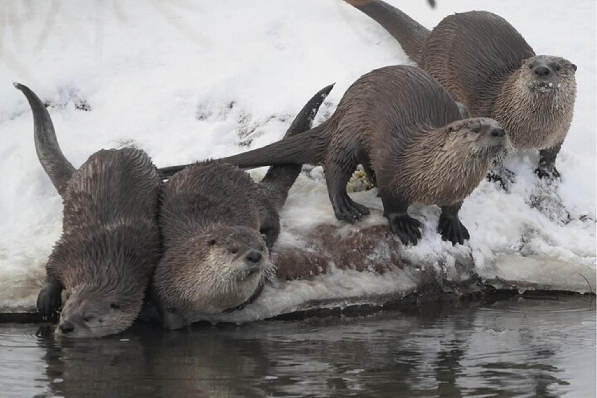 Jackson Wildlife Safari and Elk Refuge Sleigh Ride - Image 6