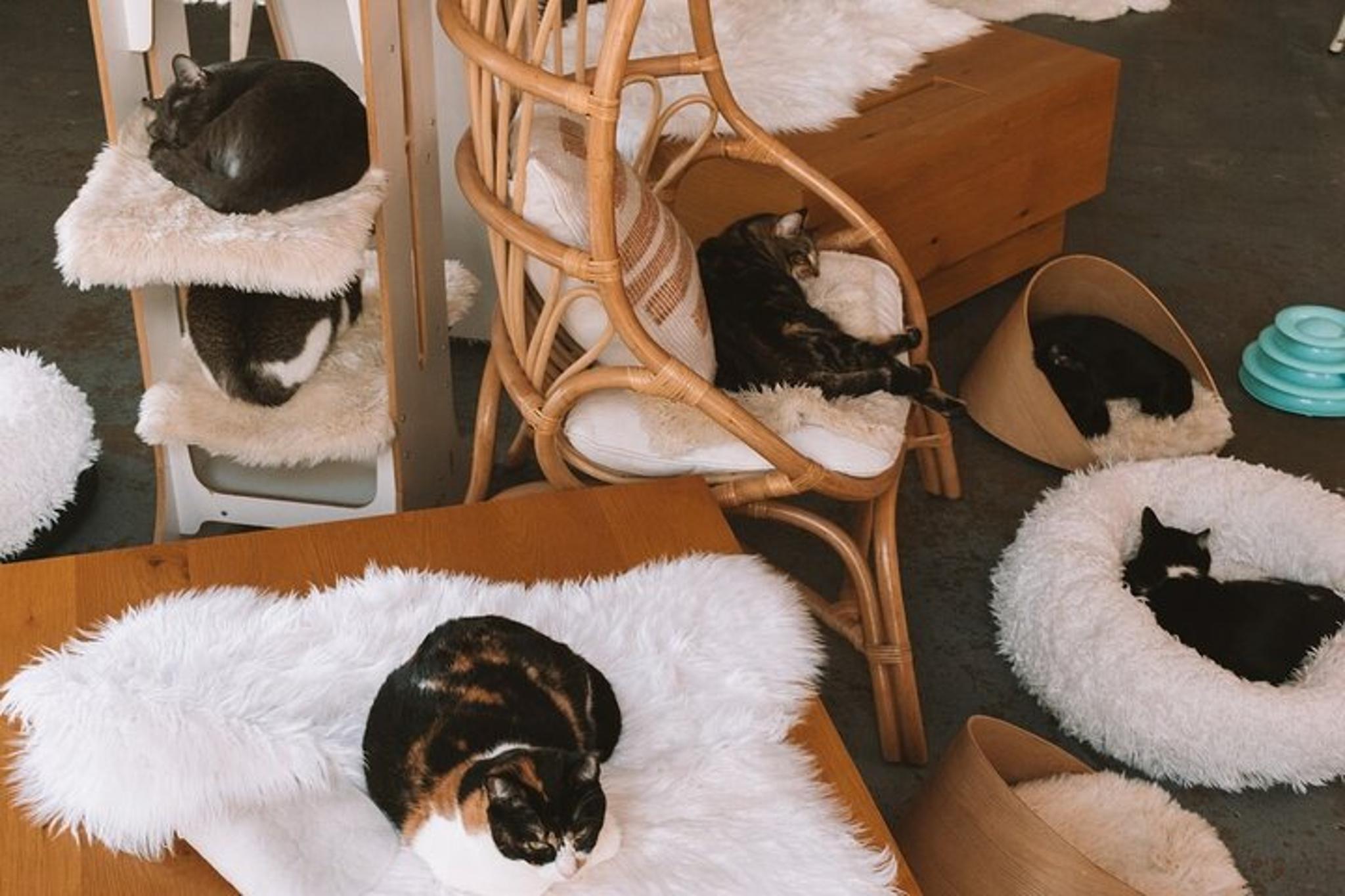Santa Barbara Cat Therapy Experience