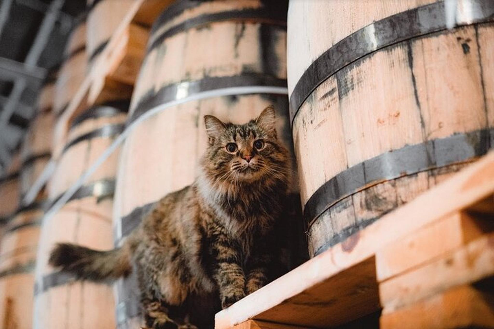 Nashville Distillery Tour with Tastings - Image 5