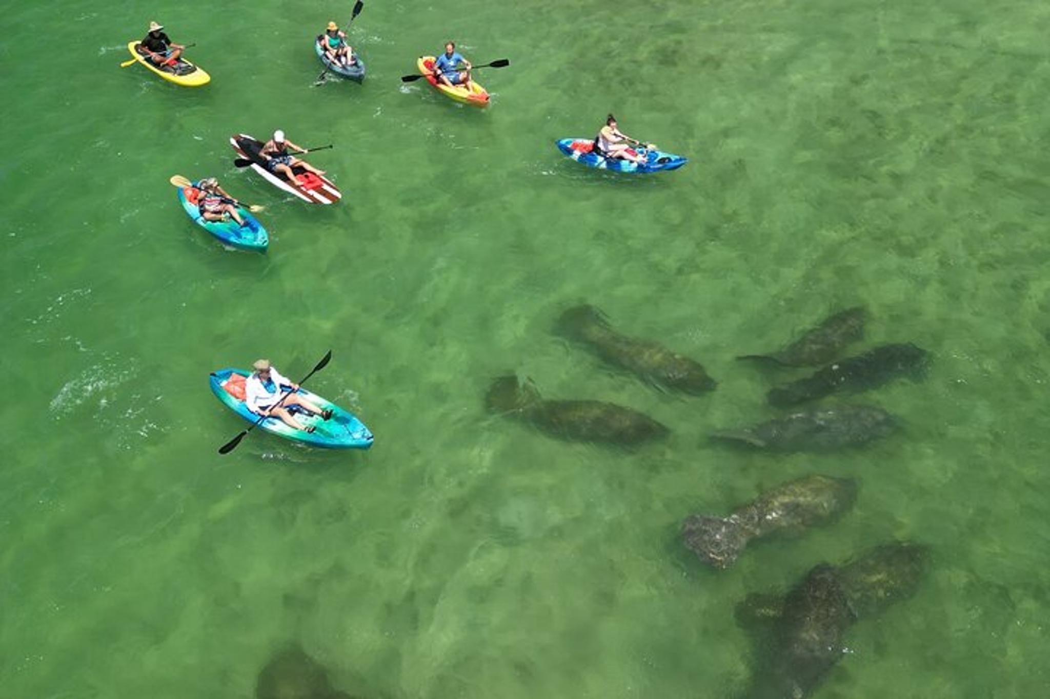 Naples Dolphin and Manatee Adventure Tour - Image 4