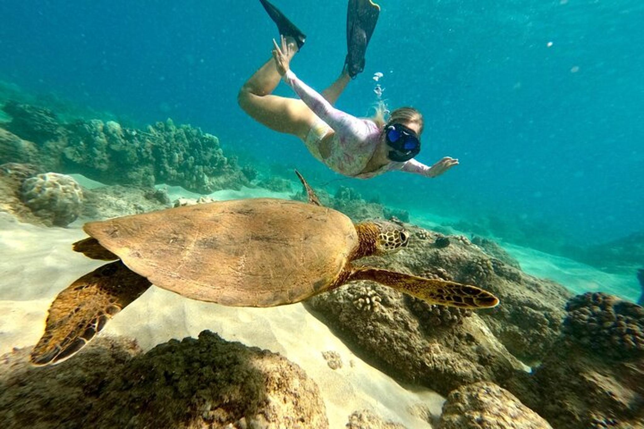Hilo Sea Turtle Snorkel Adventure