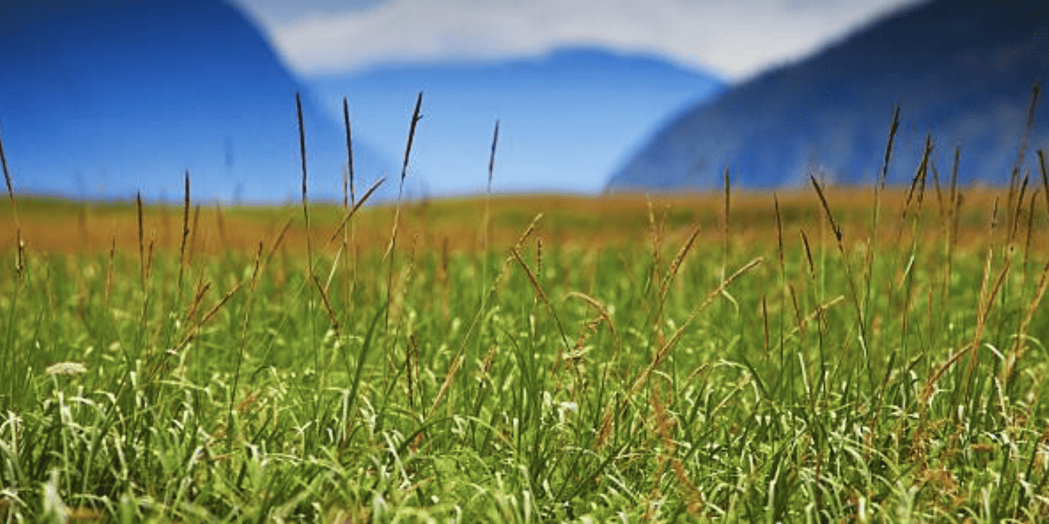 Skagway White Pass & Gold Rush Adventure - Image 4