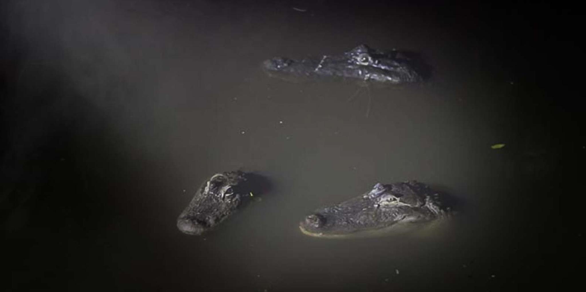 Orlando Gatorland Flashlight Tour at Night 1.5 hr - Image 2