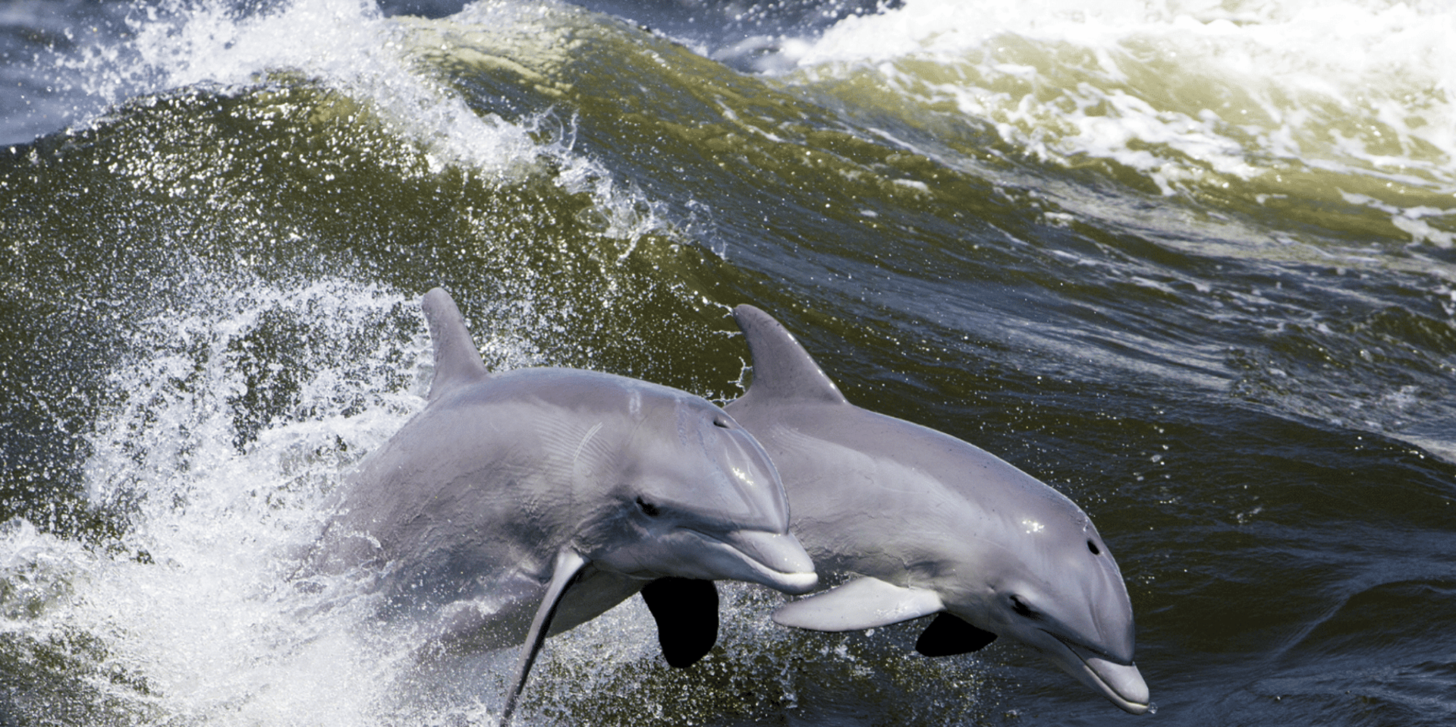 Hilton Head Island Ocean Dolphin Cruise - Image 2