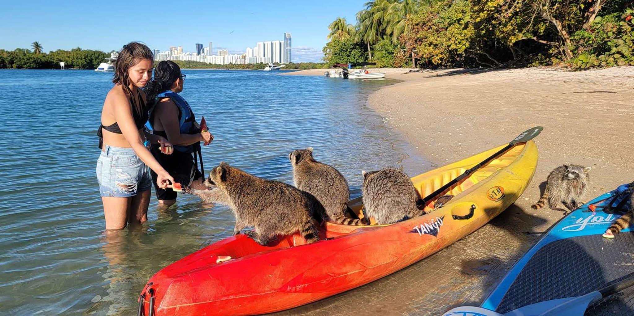 Miami Island Snorkeling by SUP or Kayak - Image 6