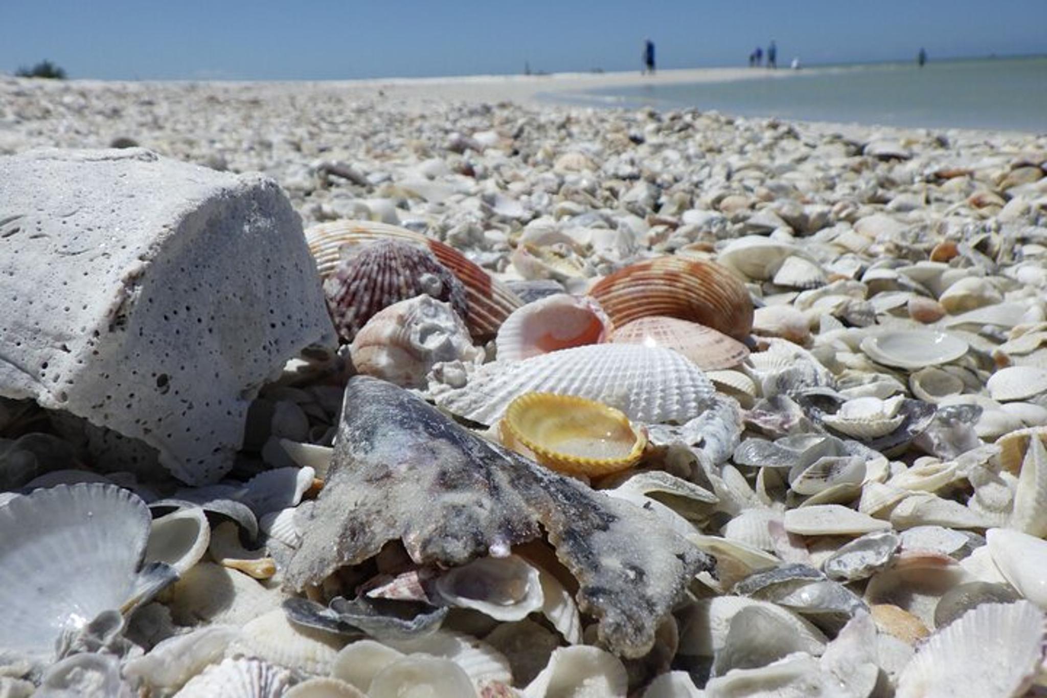 Marco Island Boat Excursion with Dolphins & Shelling 3.5 hr