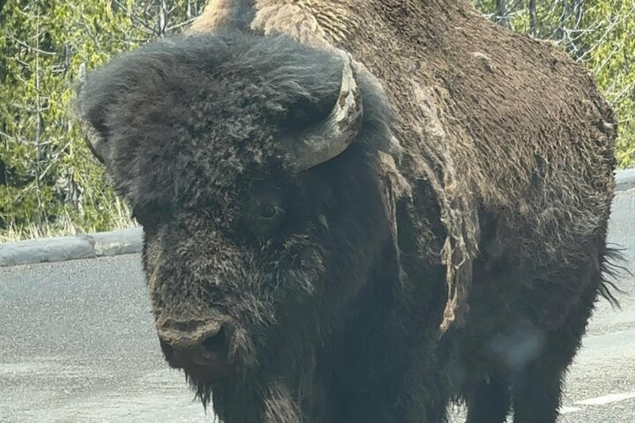 Yellowstone Private Tour - Image 4