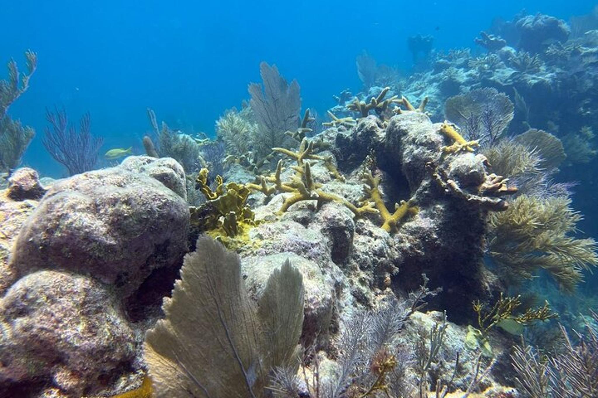 Key Largo Fishing and Snorkel Combo - Image 4