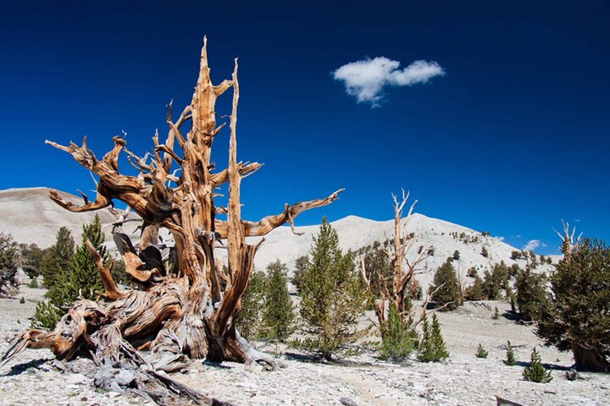 Bryce ATV Rental Adventure 4 hr - Image 5