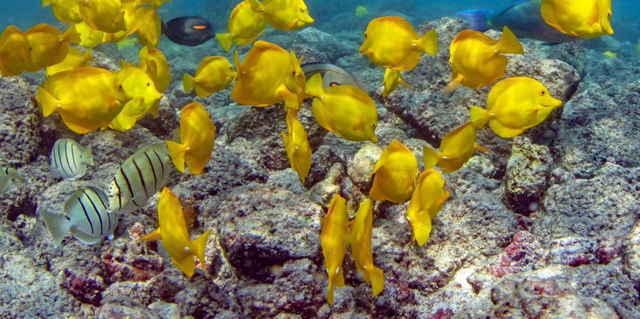 Kailua-Kona Private Marine Charter Adventure - Image 3