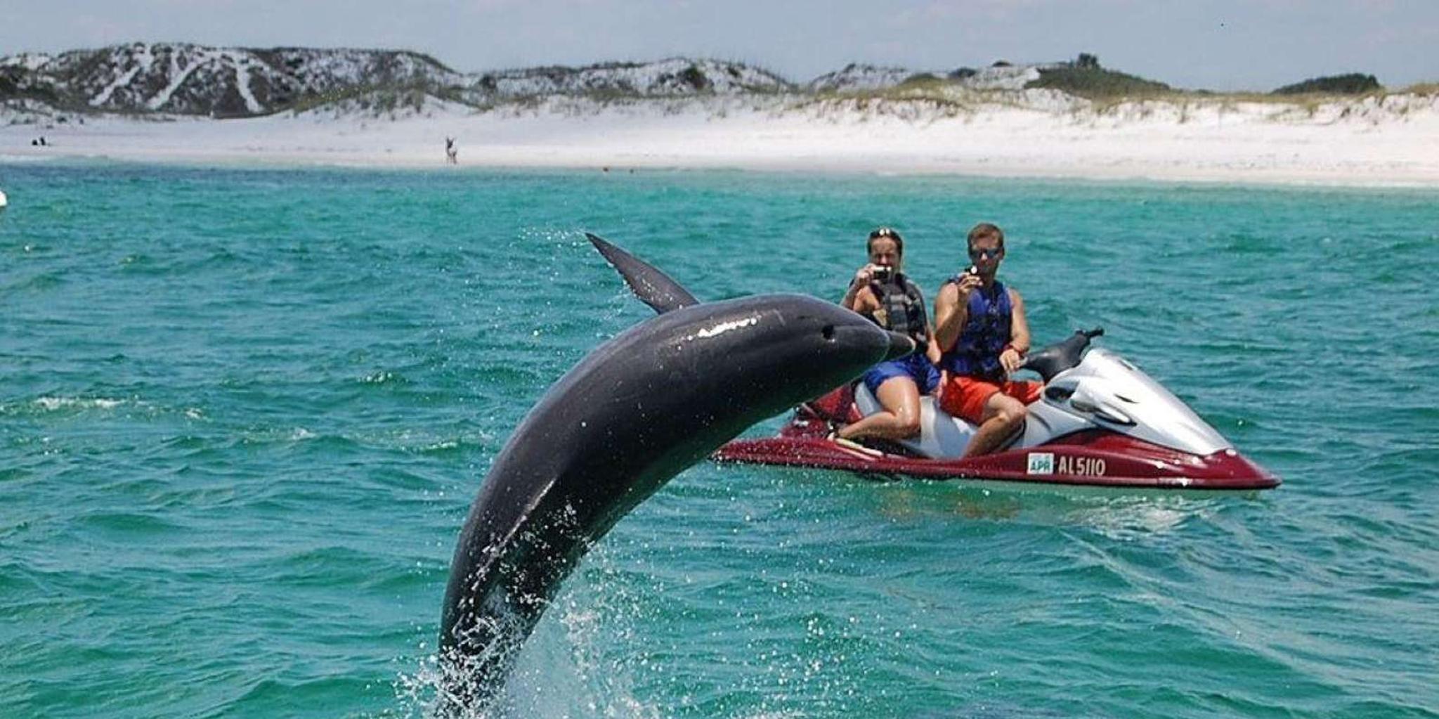 Destin Crab Island Dolphin Jet Ski Tour - Image 1