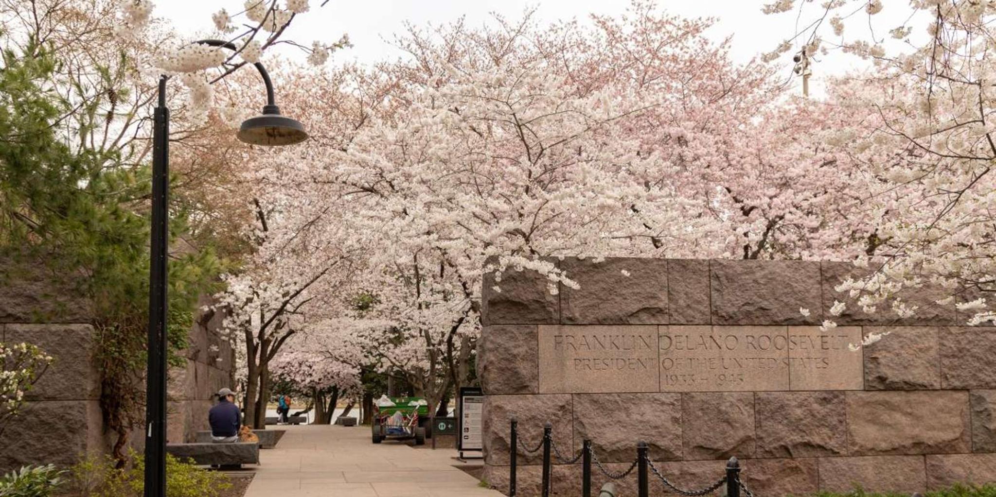Washington DC Cherry Blossoms Tour with Retired Ranger - Image 4