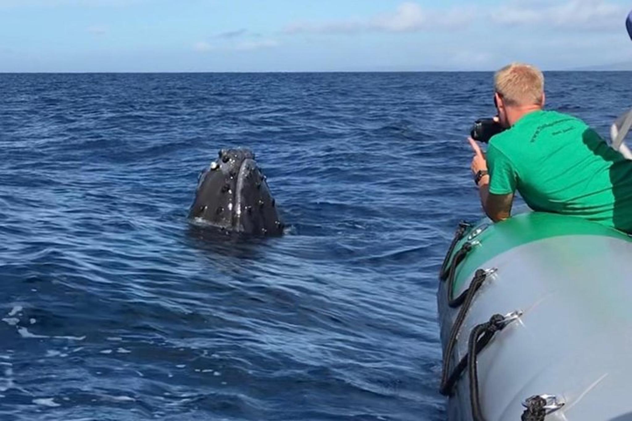 Ka'anapali Whale Watching Boat Tour - Image 5