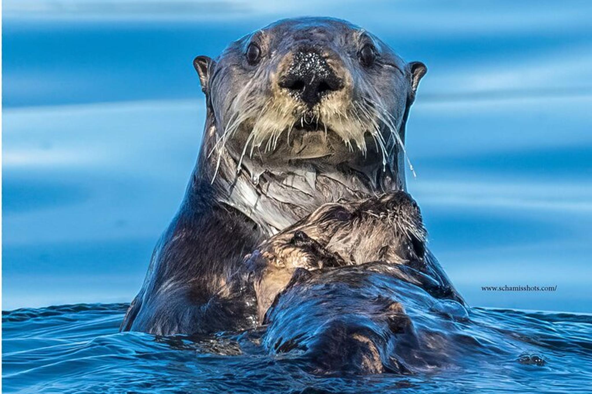 Sitka Whale Watching and Wildlife Shore Excursion - Image 1