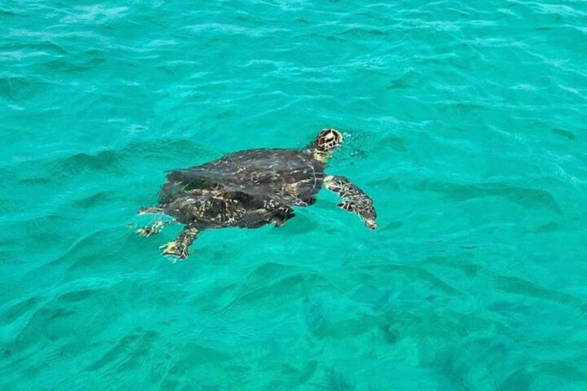 Destin Dolphin and Snorkeling Adventure - Image 5