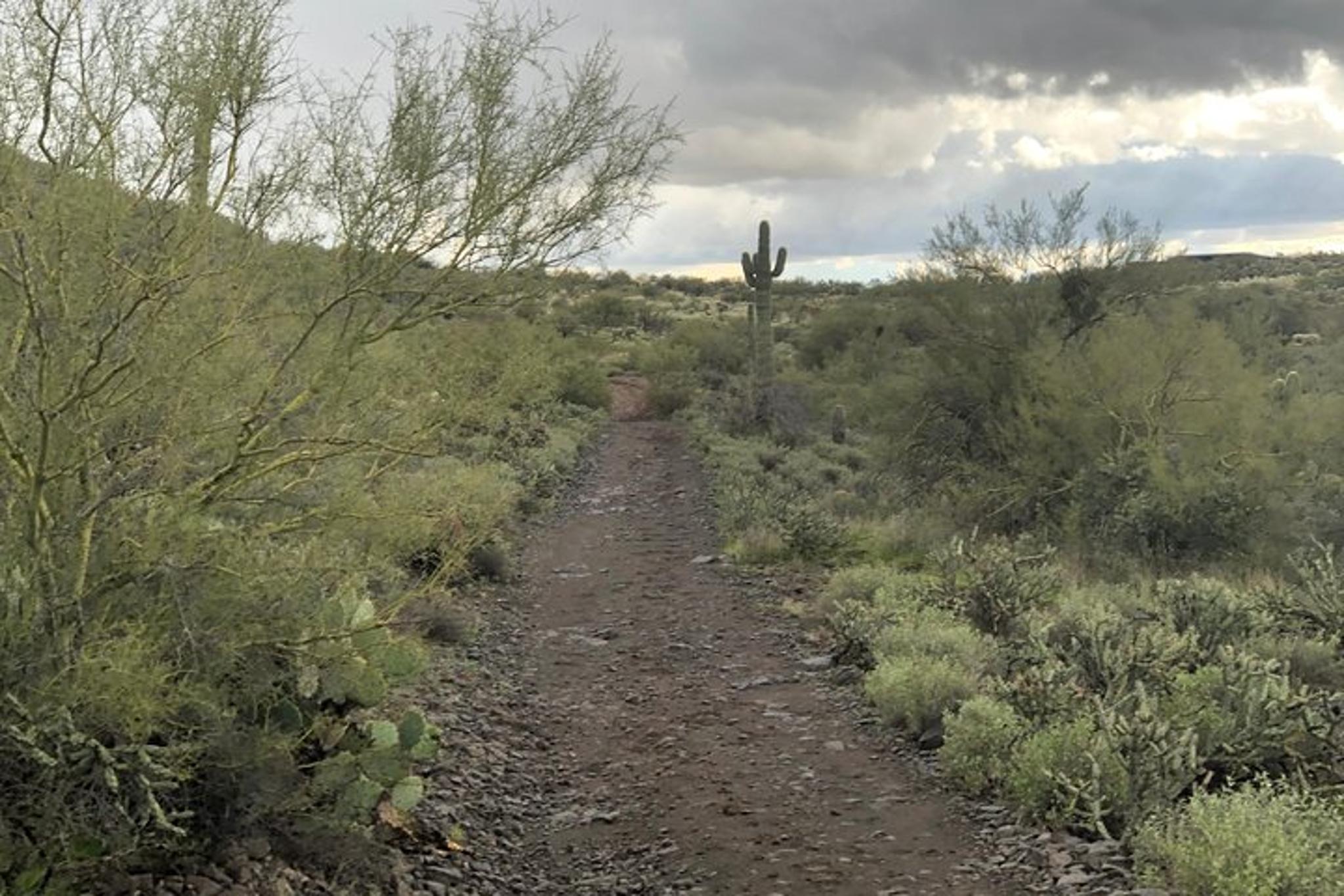 Arizona Horseback Trail Ride - Image 5