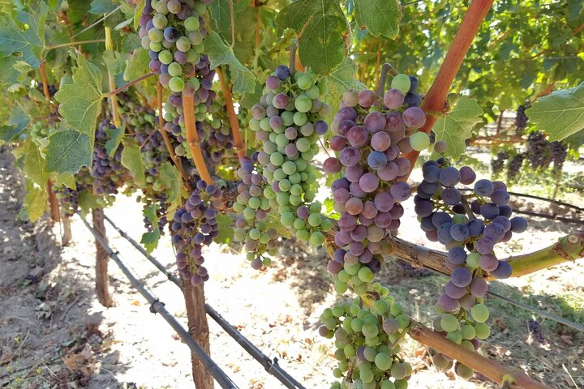 Napa Limousine Wine Tour 6 Hr - Image 3