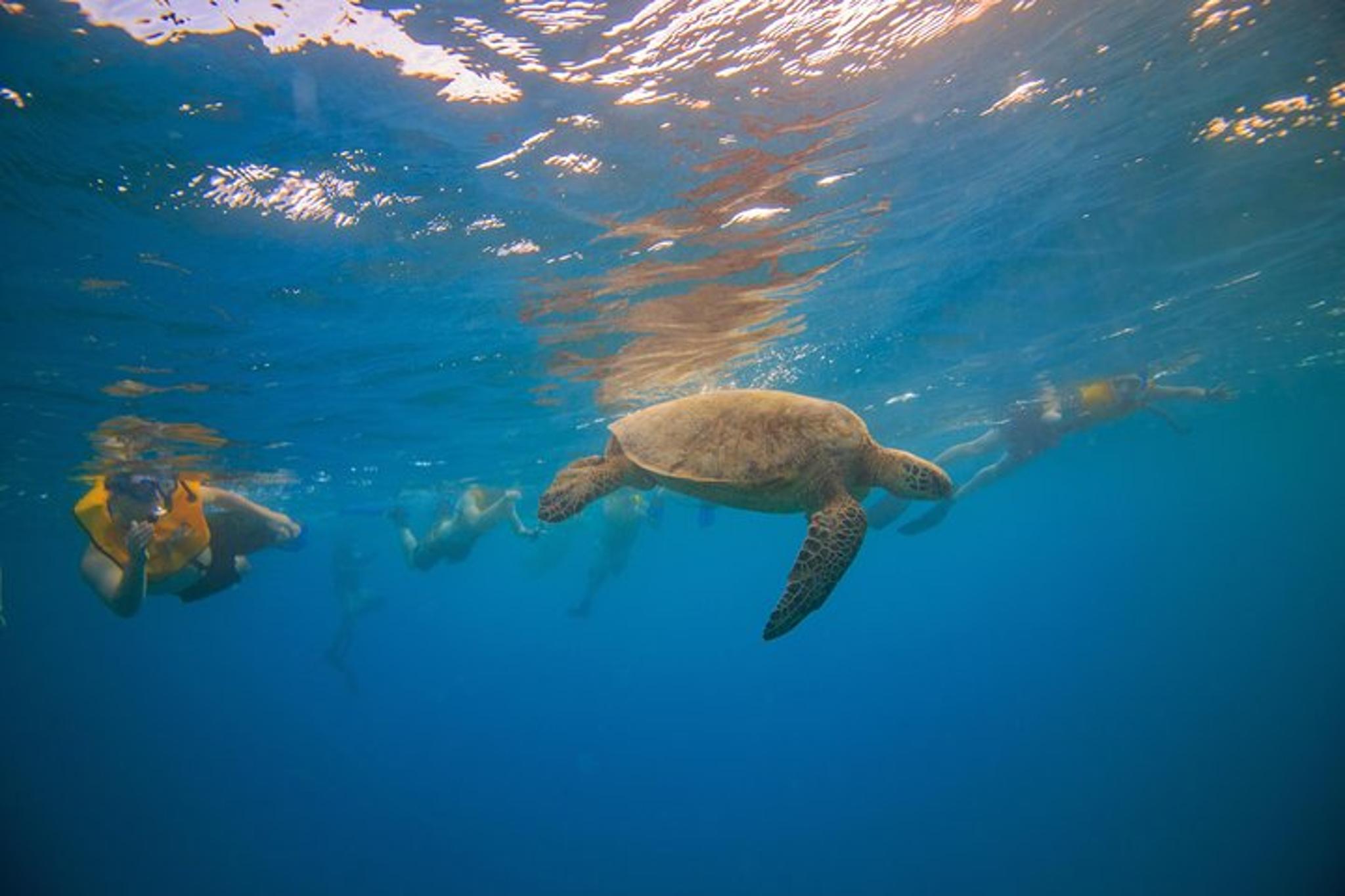 Waikiki Turtle Canyon Snorkel Excursion 2 hr - Image 5