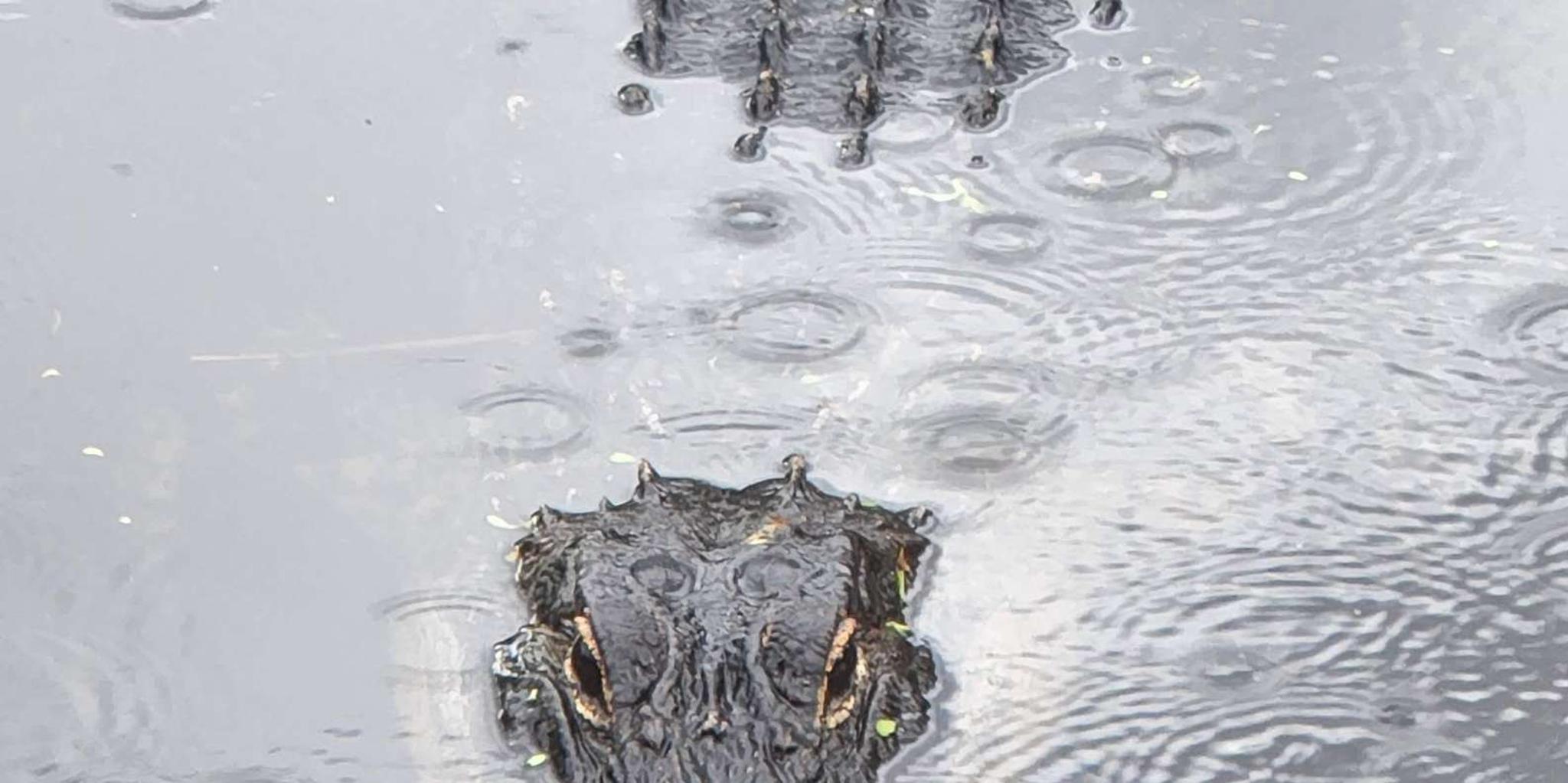 Miami Everglades Tour with Boat Trip and Hikes - Image 5