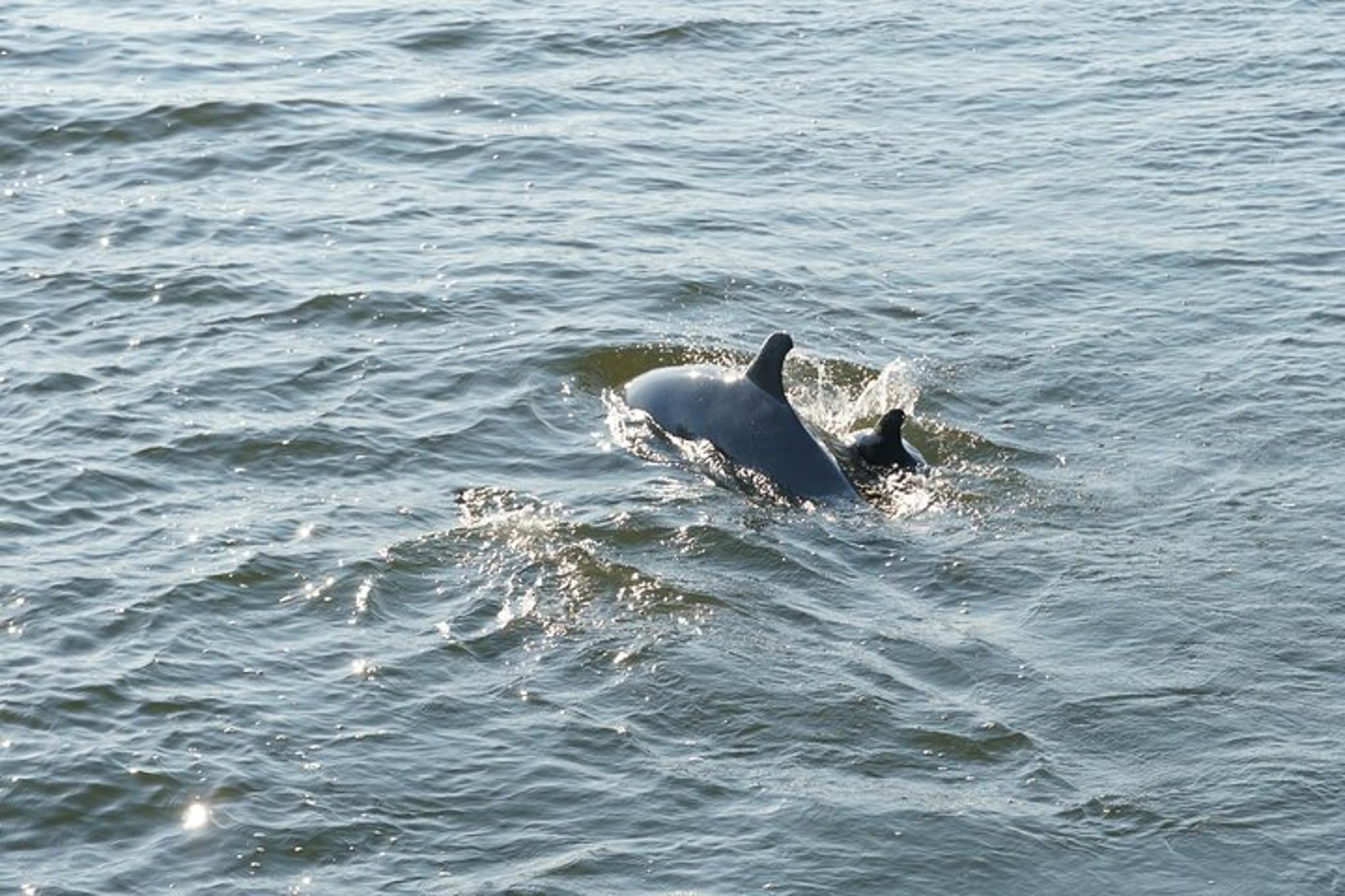 Orange Beach Dolphin Sailing Cruise - Image 4