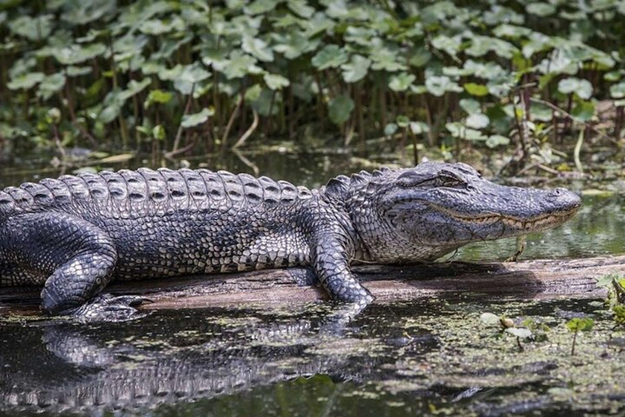 Miami Everglades Airboat Tour - Image 1