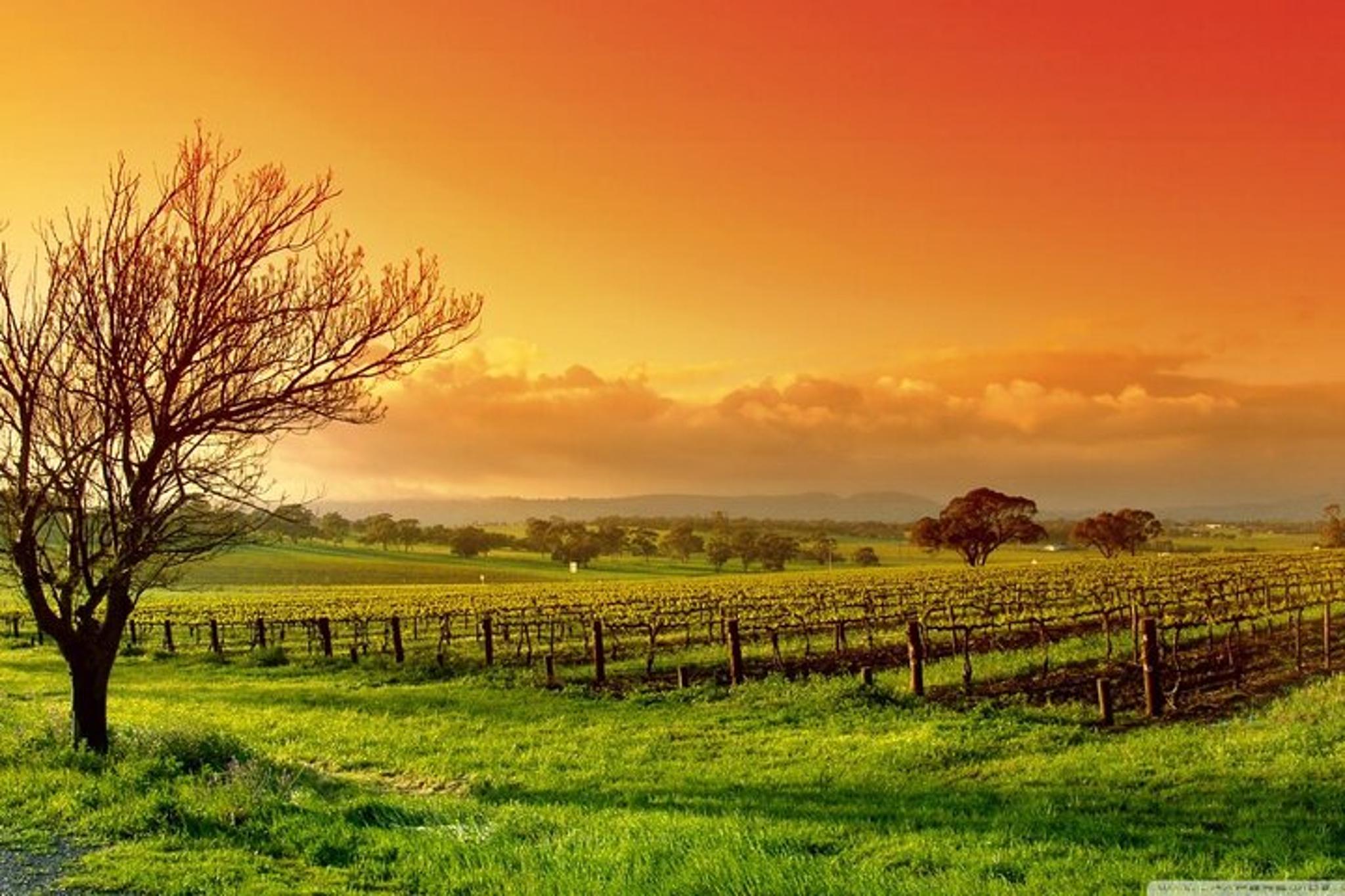 Phoenix Vortex and Vineyard Tour - Image 6