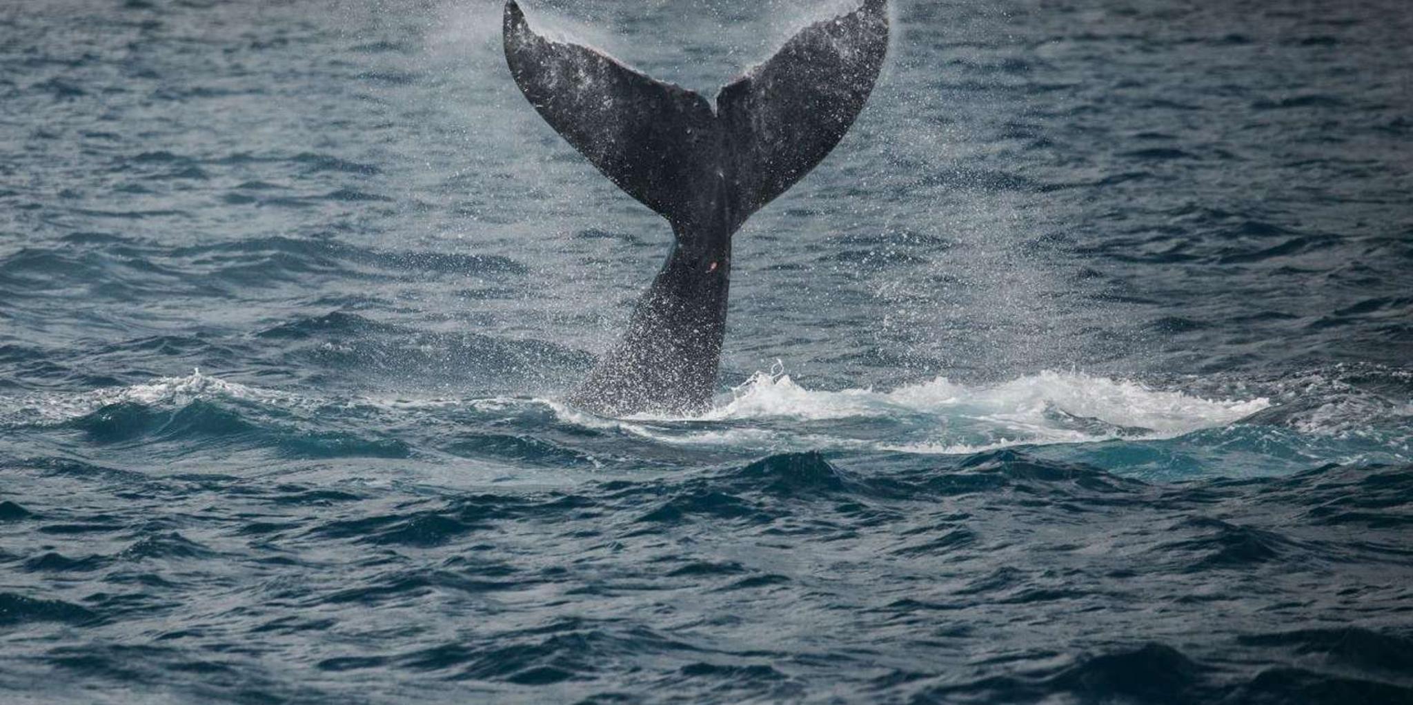 Maui Catamaran Whale Watch - Image 2