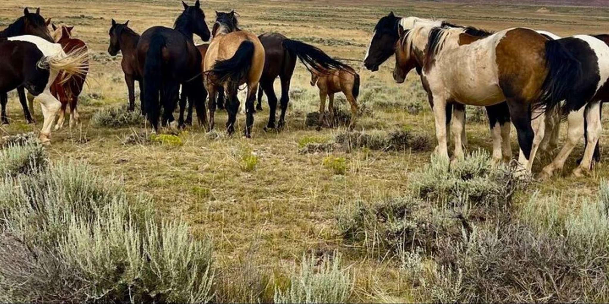 Cody Wild Mustang Tour - Image 2