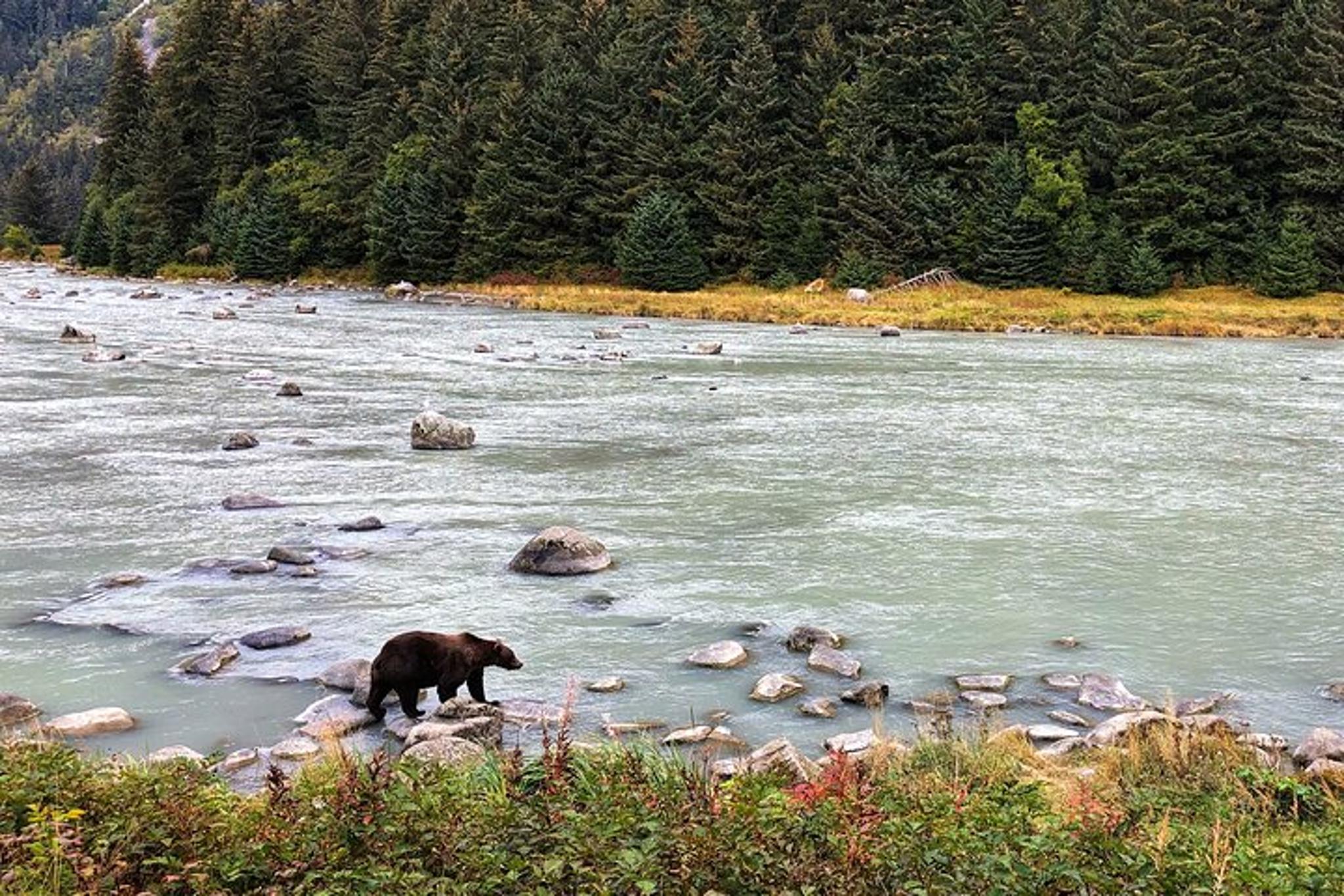 Skagway Wildlife Safari & Bear Viewing - Image 3