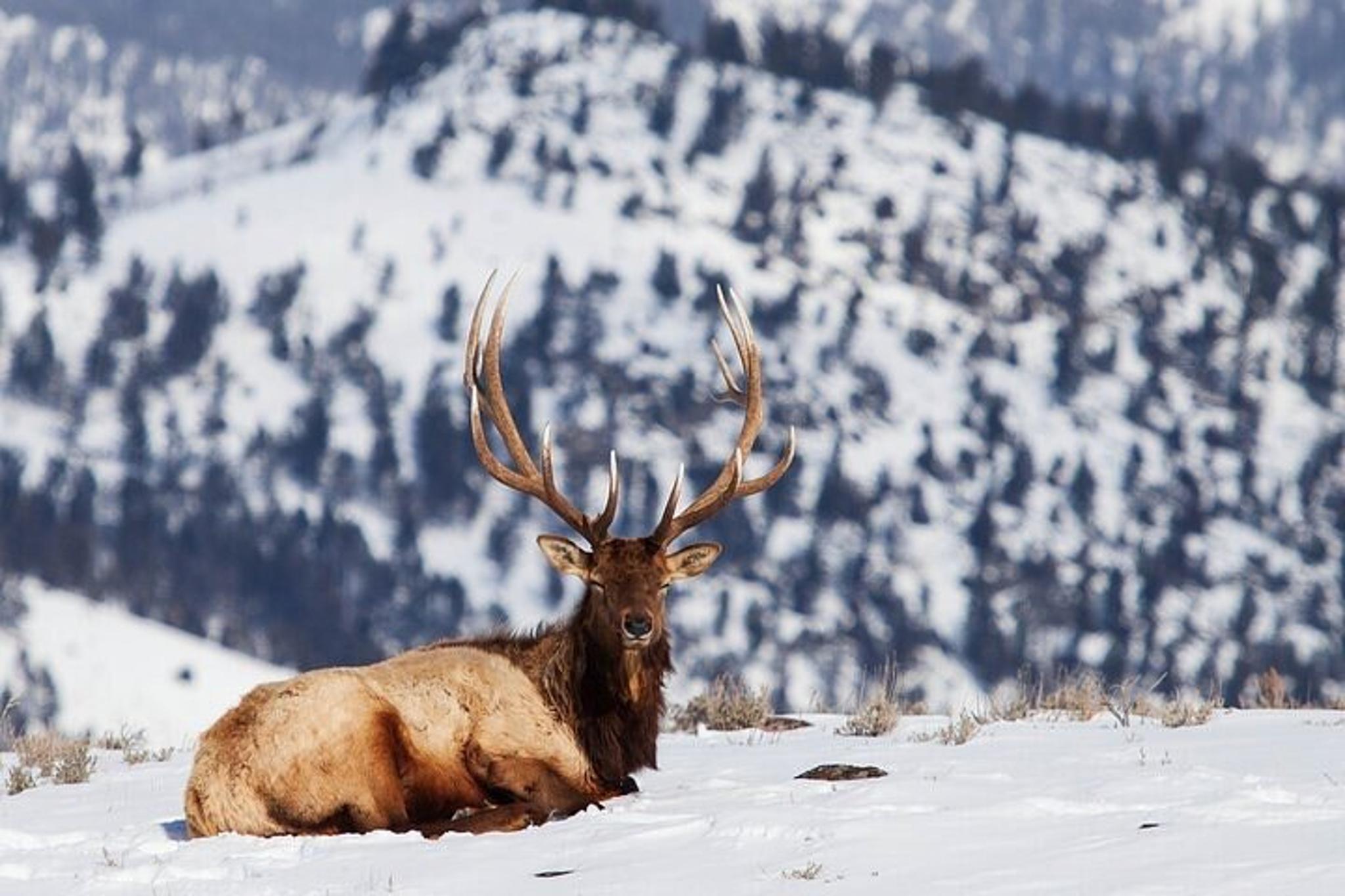 Gardiner Yellowstone Winter Wildlife Safari - Image 5