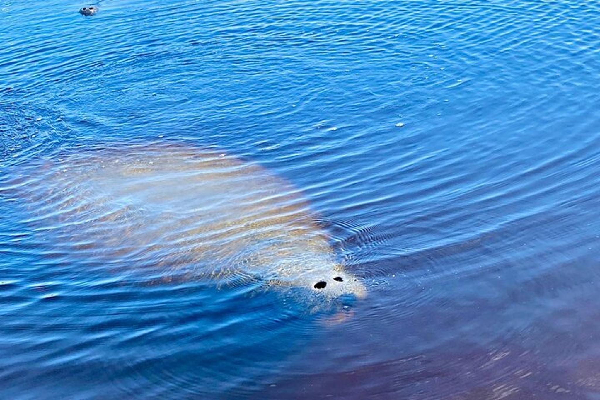 Ormond Beach Manatee and Nature Tour - Image 5