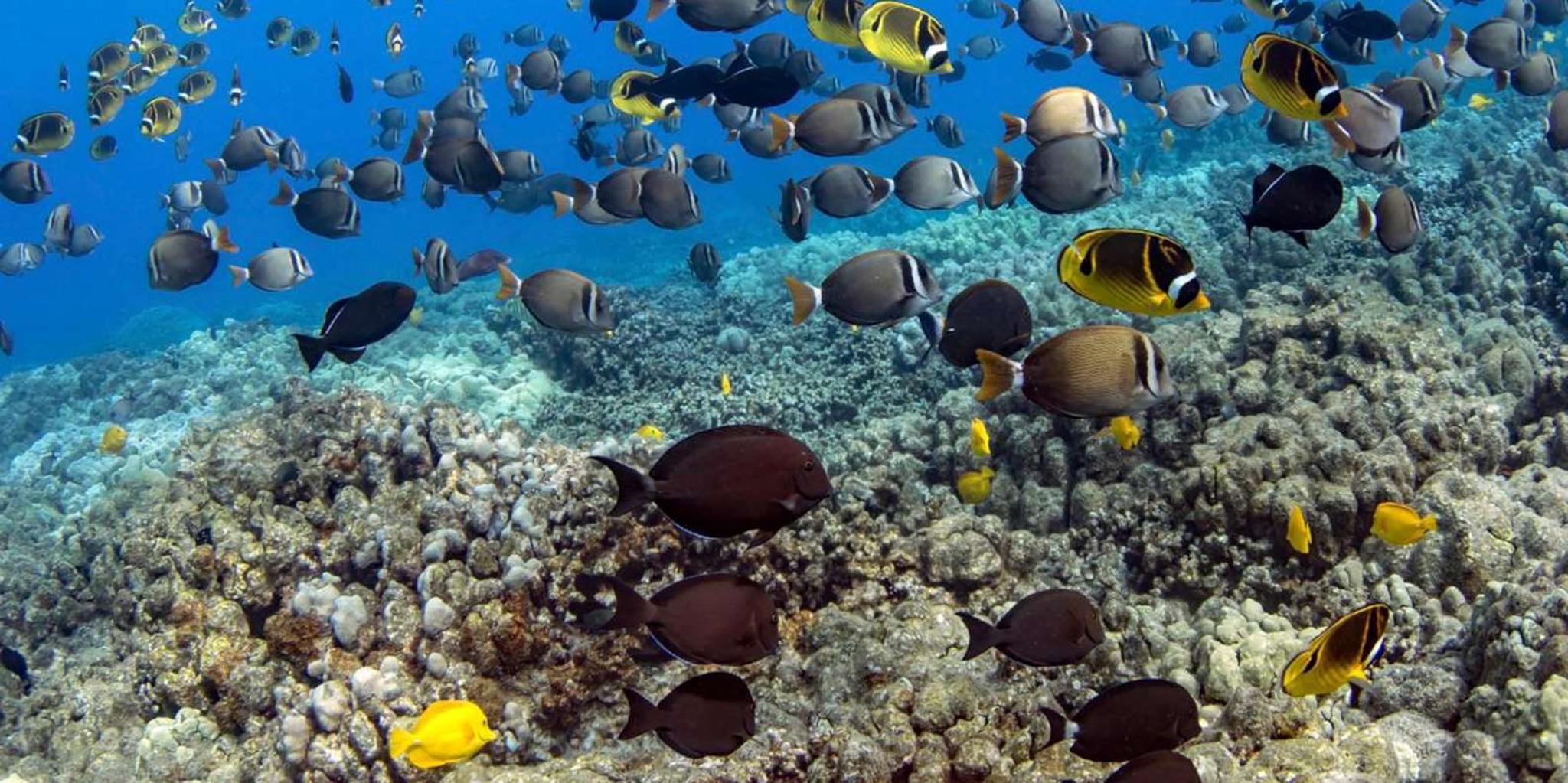 Kailua-Kona Dolphin Watching and Double Reef Snorkel - Image 2