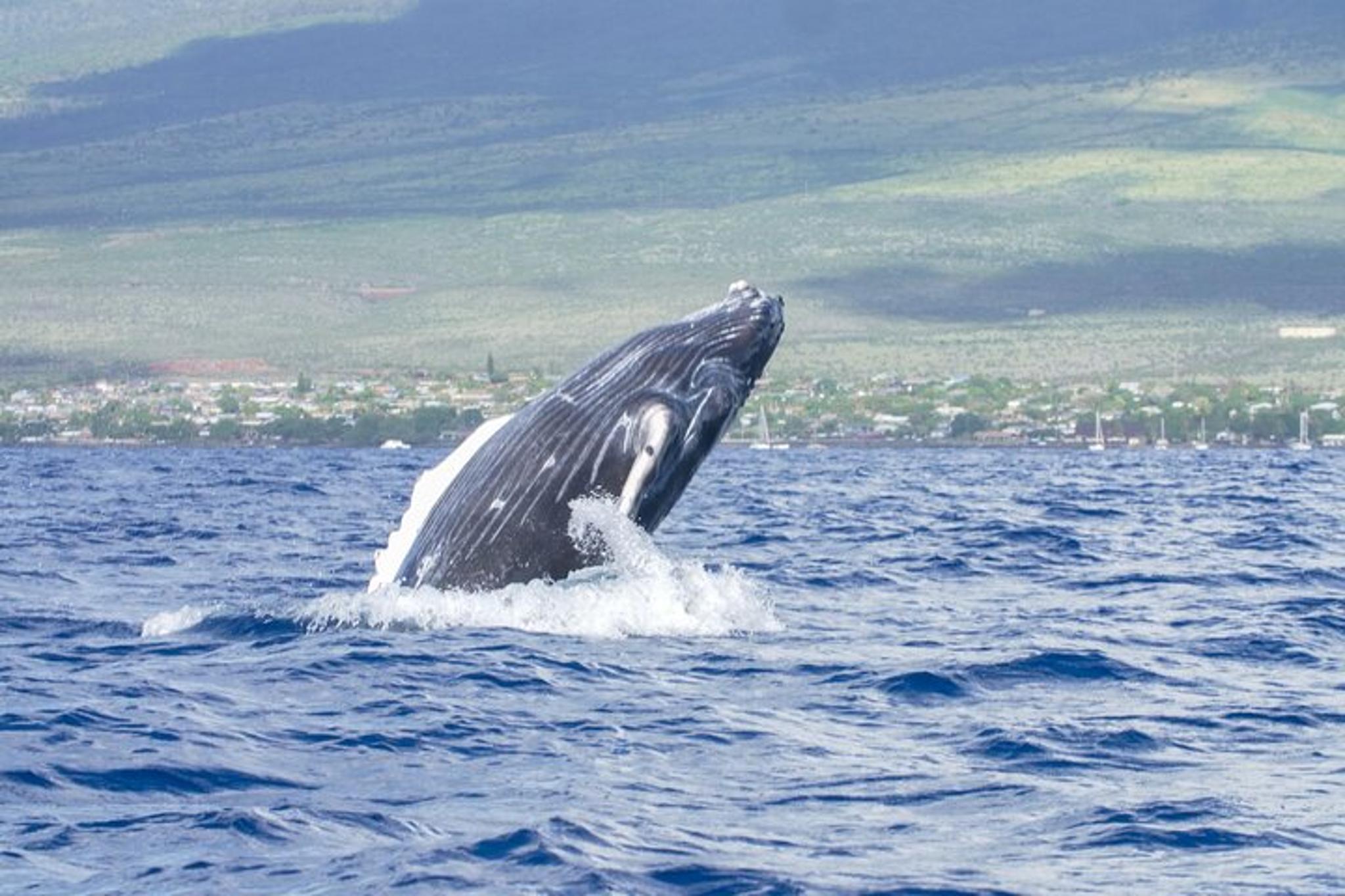 Maui Sailing on a Floating Tiki Bar 2 hr - Image 6